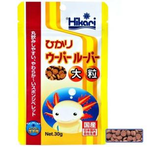 メール便対応 ひかり ウーパールーパー 大粒 同梱・代引・日時指定不可