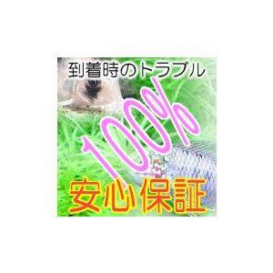 カラーイガカノコ貝 5匹の詳細画像1