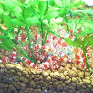 レッドビーシュリンプ ビギナー向けグレード 10匹セット オスメス選別不可 Eb 39 アクアリウム ドリームシアター 通販 Yahoo ショッピング