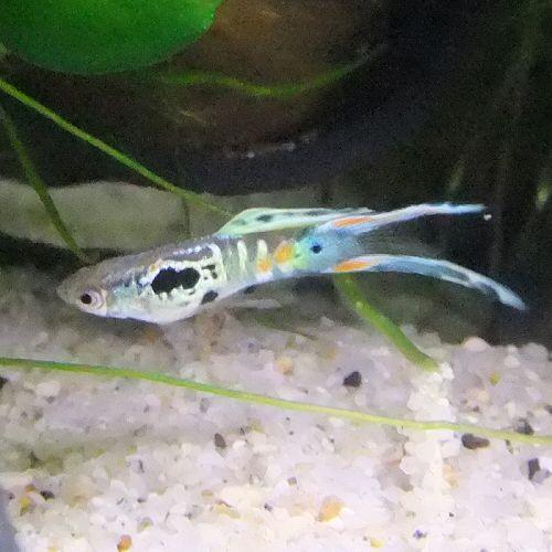 熱帯魚　国産グッピー ウィーンエメラルド　1Pr 【北海道・中国・四国・九州・沖縄・離島は発送不可】