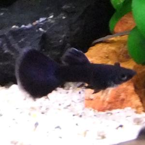 熱帯魚　国産グッピー フルブラック グッピー 1Pr 【北北海道・中国・四国・九州・沖縄・離島は発送不可】