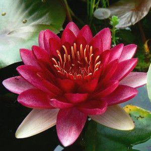 スイレン 温帯性睡蓮 赤花