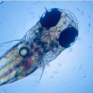 -ドリームズ公式- 持ち運べる小型顕微鏡 Mo...の詳細画像2