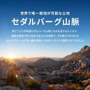 メール便 30包入 黒豆ルイボスティー ティー...の詳細画像2