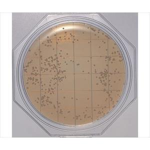 【滅菌】【冷蔵】63-5753-79 クリーンス...の商品画像