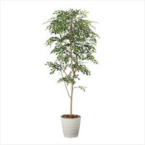 人工樹木トネリコ【ニシキ工業】(FGN-TN18)(25-3808-01)【1単位】