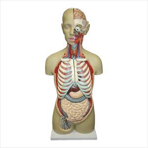 等身大 全身トルソー19分解モデル 教材模型 25-5543-00 大阪人体模型センター アルティメット【1単位】