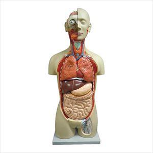 等身大全身内臓トルソー27分解モデル 教材模型 25-5544-00 大阪人体模型センター アルティメットEX【1単位】
