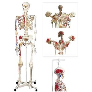 骨格モデル（脊柱可動型）吊り下げ仕様 A13/1(186CM/8.5KG) コッカクモデル(11-2000-01)【1台単位】