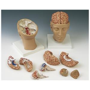 脳９分解モデル（動脈・頭蓋底付） ノウ9ブンカイモデル C25 (15X15X23CM)【1台単位】(11-2085-00)【1台単位】