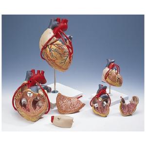心臓モデル（バイパス付） シンゾウモデル G06 (32X18X18CM)【1台単位】(11-2130-00)【1台単位】