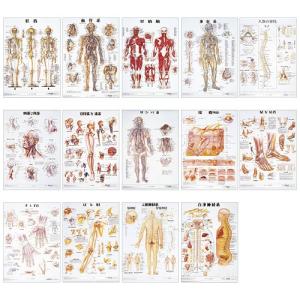 新作製品 世界最高品質人気 人体解剖学チャート ポスターサイズ ラミネートバン ジンタイカイボウガクチャート 血管系ｍ 11 2230 00 02 1枚単位