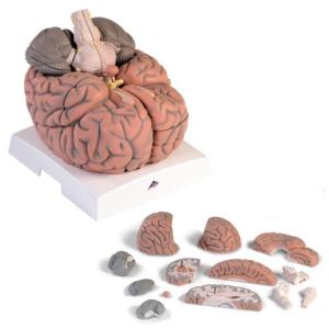 脳２．５倍大１４分割断面観察モデル ノウ2.5ダンメンカンサツモデル(23-7757-00)VH409【1台単位】