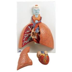 肺 実物大・５分解モデル ハイジツブツダイ5ブンカイモデ(23-7759-00)VC243【1台単位】