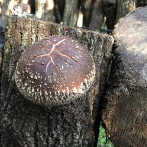 椎茸 種駒 椎茸菌 【正規販売店】シイタケ菌 ...の詳細画像4