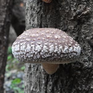 椎茸 種駒 椎茸菌 【正規販売店】シイタケ菌 ...の詳細画像5