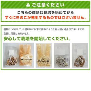 【正規販売店】椎茸 種駒 椎茸菌 シイタケ菌 ...の詳細画像1