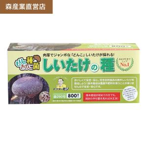 【正規販売店】椎茸 種駒 椎茸菌 シイタケ菌 にく丸【800個】森290号｜  森産業 原木栽培 しいたけの種  原木椎茸｜drmori1