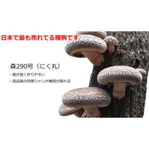 椎茸 種駒 椎茸菌 【正規販売店】シイタケ菌 ...の詳細画像3