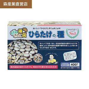 【正規販売店】ひらたけ種駒【400個】森39号 原木栽培｜ヒラタケ種駒 ひらたけの種 原木ひらたけ 原木ひらたけ 森産業｜drmori1