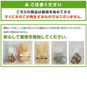 たもぎたけ 種駒 100個 【正規販売店】森8...の詳細画像1