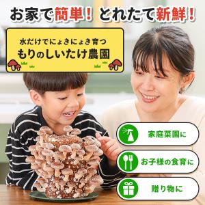 【正規販売店】しいたけ栽培キット/もりのしいたけ...の商品画像