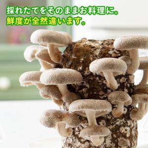 椎茸栽培キット キノコ栽培キット 森のきのこ倶...の詳細画像3