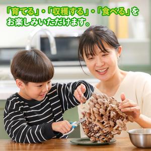 椎茸栽培キット キノコ栽培キット 森のきのこ倶...の詳細画像5