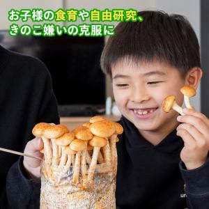 【正規販売店】なめこ栽培キット/もりのなめこ農...の詳細画像4