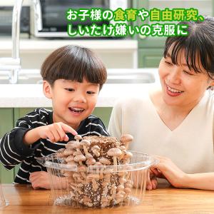 椎茸栽培キット キノコ栽培キット 栽培容器付き...の詳細画像3