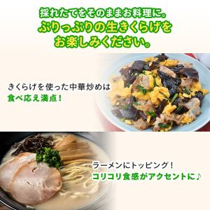 正規販売店 きくらげ栽培キット キノコ栽培キッ...の詳細画像2