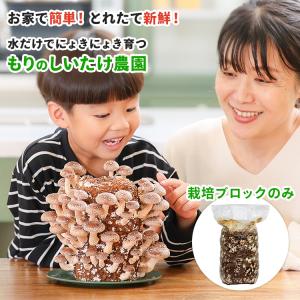 正規販売店 もりのしいたけ農園 おかわり君(ブ...の詳細画像1