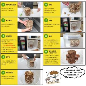 正規販売店 もりのしいたけ農園 おかわり君(ブ...の詳細画像5