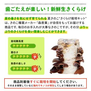 正規販売店 もりのきくらげ農園 おかわり君(ブ...の詳細画像1