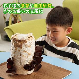 正規販売店 もりのきくらげ農園 おかわり君(ブ...の詳細画像3