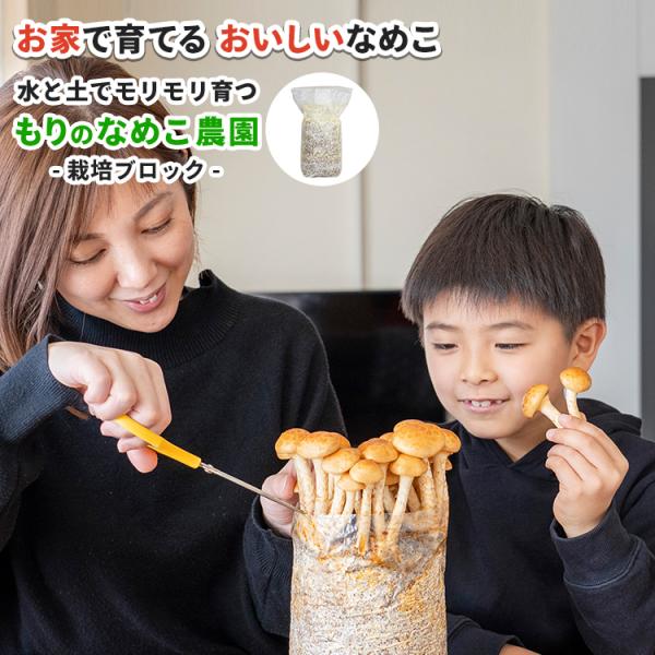 正規販売店 もりのなめこ農園 おかわり君（ブロックのみ）&lt; 説明書など一切付属致しません &gt; なめこ...