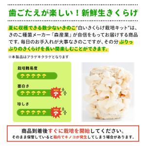 白きくらげ 栽培キット キノコ栽培キット 森の...の詳細画像1