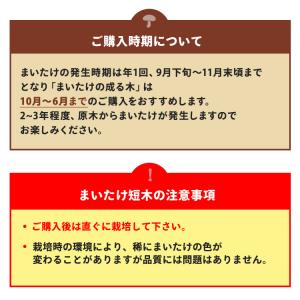 マイタケ栽培キット まいたけの成る木(短木) ...の詳細画像5