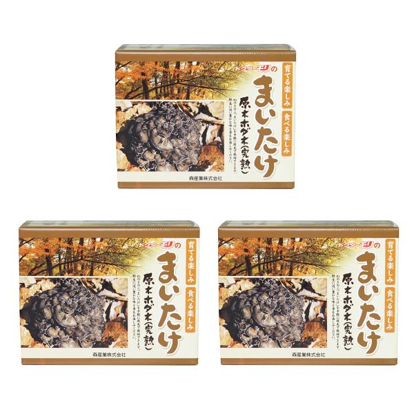 3箱セット マイタケ栽培キット まいたけの成る木（短木） マイタケ栽培 まいたけ栽培 舞茸栽培  原...