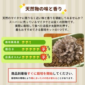 3箱セット マイタケ栽培キット まいたけの成る...の詳細画像2