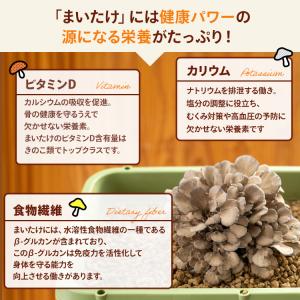 3箱セット マイタケ栽培キット まいたけの成る...の詳細画像4