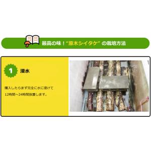 原木椎茸栽培キット しいたけの成る木 椎茸栽培...の詳細画像2