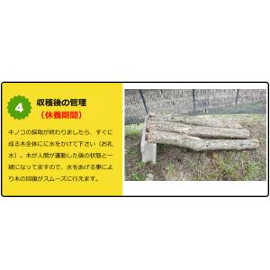 原木椎茸栽培キット しいたけの成る木 椎茸栽培...の詳細画像4