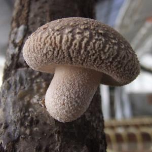 原木椎茸栽培キット しいたけの成る木 椎茸栽培...の詳細画像5