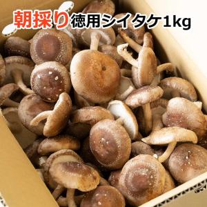 朝採り無選別生シイタケ1kg