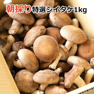 朝採り特選生シイタケ1kg