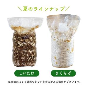 きのこ栽培ブロック( 付属品なし )選べる4個...の詳細画像2