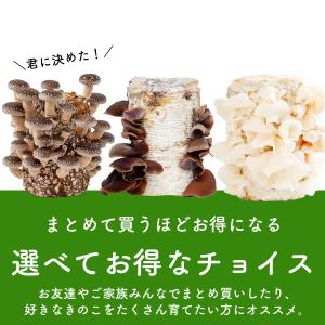 きのこ栽培ブロック( 付属品なし )選べる6個...の詳細画像1