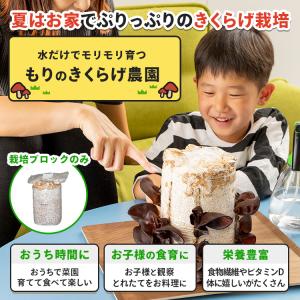 きのこ栽培ブロック( 付属品なし )選べる6個...の詳細画像3
