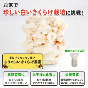 きのこ栽培ブロック( 付属品なし )選べる6個...の詳細画像4
